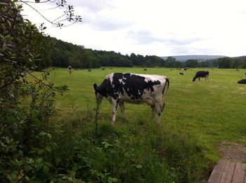 An Atom Heart Mother moment in Yorkshire UK
