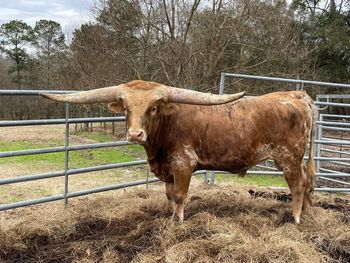 Photo of a partnership bull owned by TK Longhorns and Horsehoe J Longhorns
