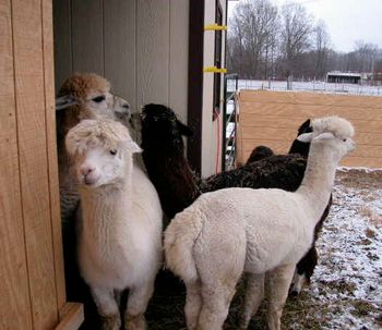 The new alpaca boys.
