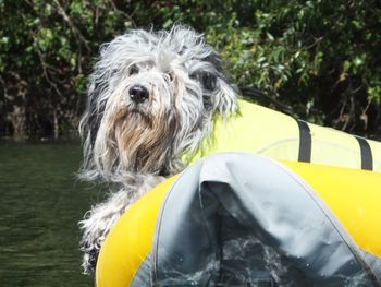 Boat Dog
