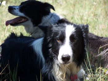 Fly and Bullet: Ranch border collies
