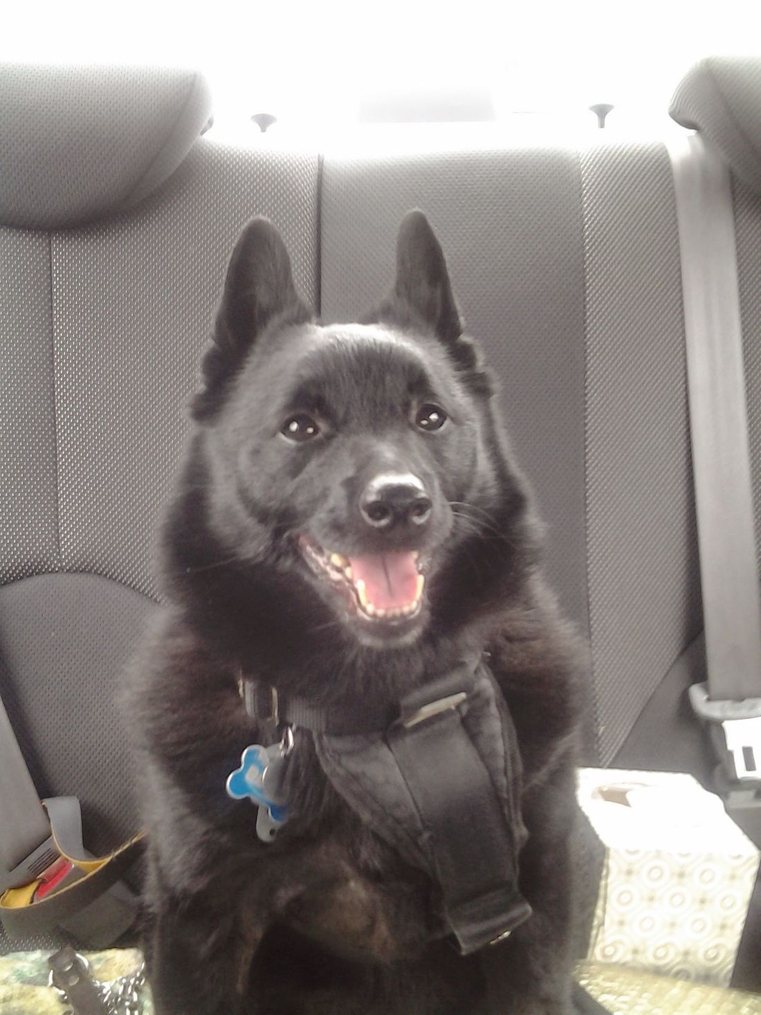 Here is a picture of Raven, our 8-year-old Schipperke. He was purchased from Kelbri Schipperkes in 2007, strictly as a personal pet. (companion/performance dog) He was Sired by: Ch Kelbri’s Toy Soldier , Out of: Ch Kelbri’s Socialite.  Raven has an impressive pedigree. We adore him! He has a lovely temperament, and friendly. Submitted by Darcy Pilawski
