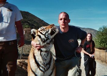 Just walking a Tiger

