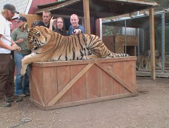 Chillin' with the other Tiger (450 lbs)
