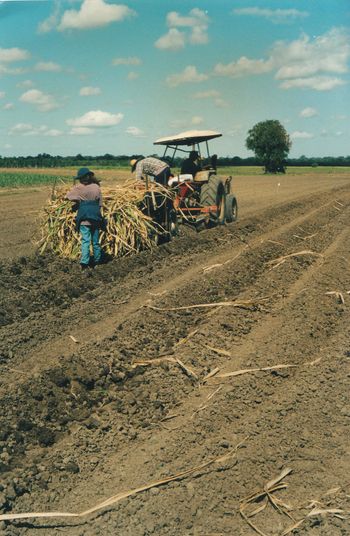 Cane Planting 2002
