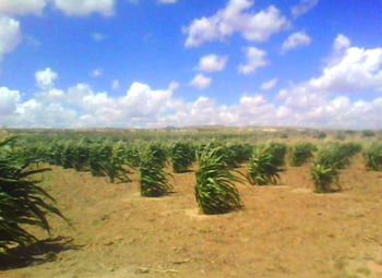 Hopi cornfield
