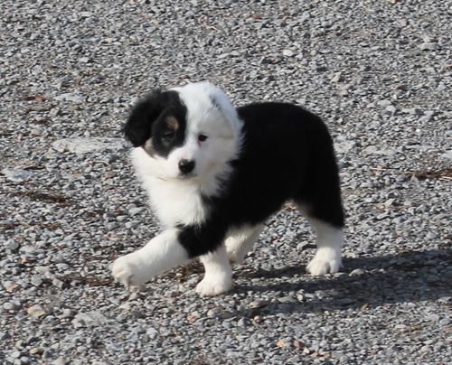 Black and white border collie puppy