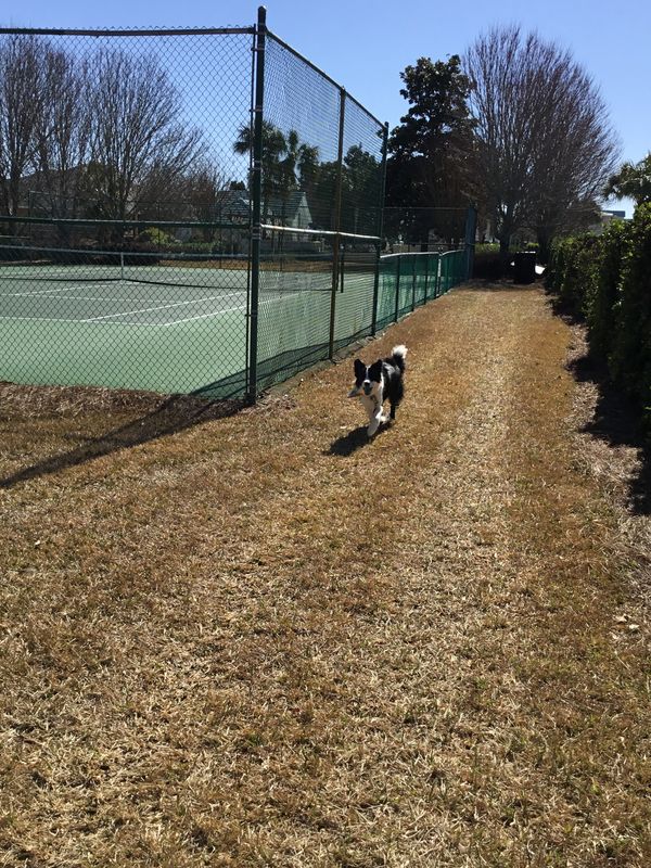 Border collie walking next to tennis court