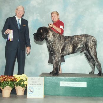 Vamp finishing his American Championship and also Best of Breed at 12 mos
