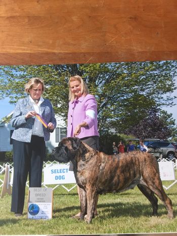 Roxy taking BOB over specials males 3 days in a row and BOS on the 4th day in Maine to finish her Grand Chamionship
