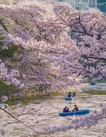 Imperial Sakura Love Boat
