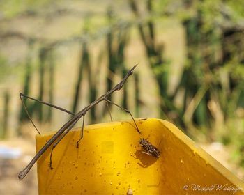 Stick Bug At Chicamocha
