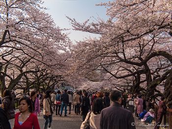 Sakura At Budokan

