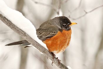 Snowy Robin
