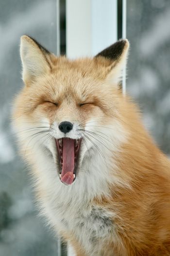 Foxy
