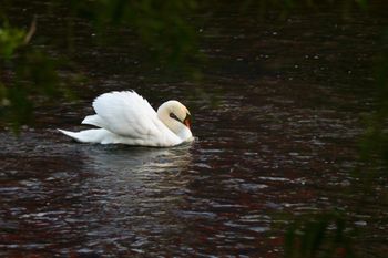 Sweet Swan
