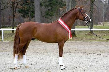 Rhaposario (Licensed Stallion)
