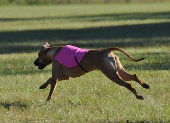 Lure Coursing
