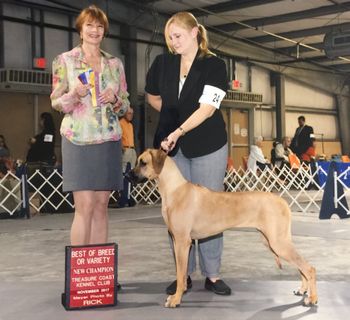 Best of Breed & New Champion 14 months old 11/2017
