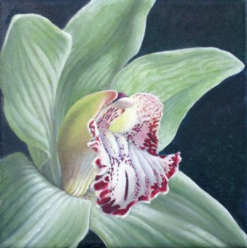 Single Cymbidium Bloom, oil on canvas, 12"x12"
