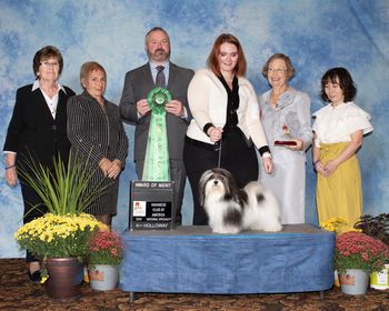 GCH Amor Just Keep Swimming To Nightn’gael - Dory.  Award of Merit at the Havanese Club Of America  National Specialty 10/19
