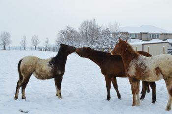 2015 foals
