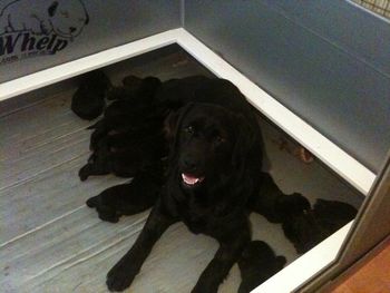 Whoopi and her ten black babies
