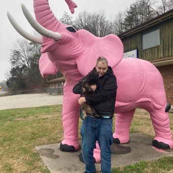 the inspiration for the song Pink Elephant
