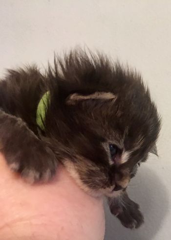 Kitten 1. Female
