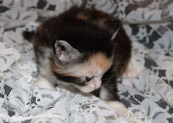 Female. Silver patched tabby & white
