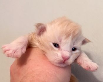 Kitten 3. Male.  Red Silver and White Tabby

