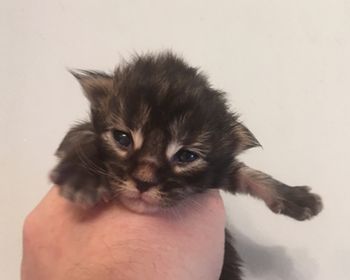 Kitten 1. Female.  Brown Tabby
