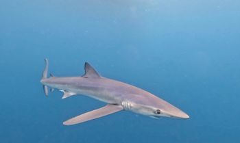 Blue shark in Baja
