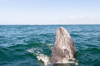 Whale Watching in Baja
