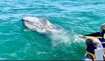 Scarlett in reach for a baby gray whale, Baja
