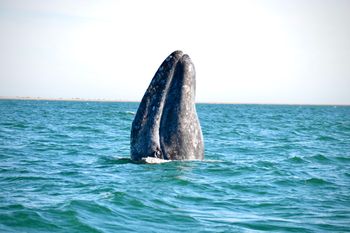 A spy hop by a beautiful Pacific Gray Whale, Baja
