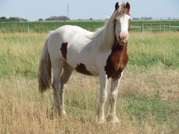August 22, 2020 - AVW yearling photo
