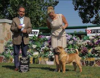 Corleone, Calgary Alberta Summer Classic show, August 2014 _ Winners Dog, Best Puppy in Breed, Handler Amanda McAllister

