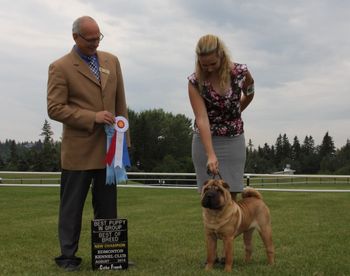 Corleone, Edmonton show, August 2014 Best of Breed, Best Puppy in Group, and NEW CHAMPION in just two show out!  Beautifully handled by Amanda McAllister
