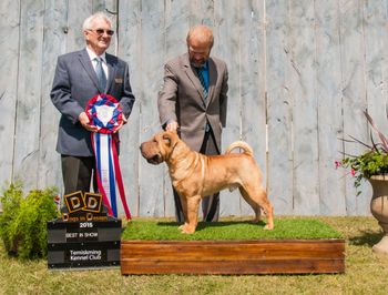 DIAMOND goes BEST IN SHOW AGAIN THE NEXT DAY under Esteemed Judge Charles Bett, at the Temiskaming Show, Sept 2015.  Diamond also won ALL 6 Group 1st placements out of all 6 shows :)
