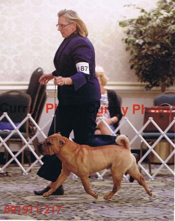 2011 USA NATIONALS .. FEET DON'T EVEN TOUCH THE GROUND .. AMAZING CHARLIE .. Handler is Chris Ann Moore
