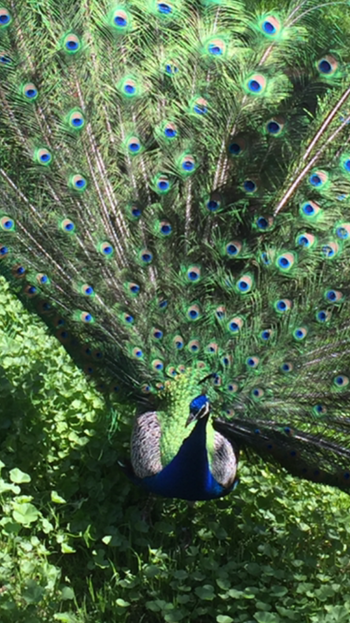 A Peacock embodies such beauty...The peacock spirits believe that to be truly beautiful, a person has to have a heart as pretty as their face...
