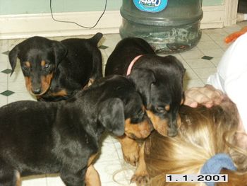 Taboo's 04' pups getting Nikki's ponytail!
