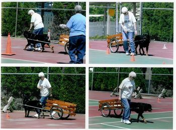 A photo collage of CT Imzadie's Anakin The Skys The Limit UD TDX VST AX AXJ RE HIC VCD3 competing in the Carting Test at the 2006 ARC National in PA. Anakin is trained, owned and handled by Marilyn Blenz.
