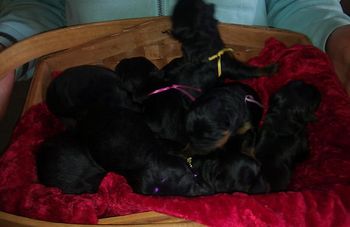 Here comes the P litter! All 8 babies - 4 boys and 4 girls - are doing fine!
