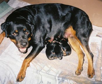 Proud mama and babies.
