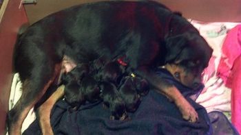 Lilas and pups - 1st day
