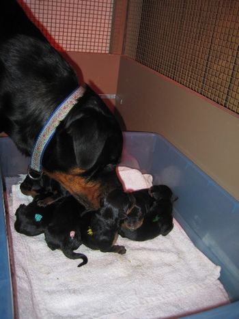 Phantom Wood Grace Kelly, TD with her newborns.
