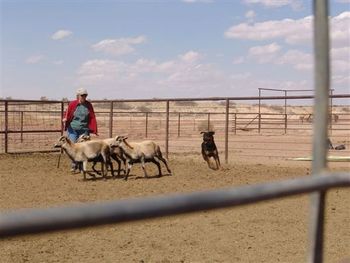 Jimi working the sheep at a herding clinic.
