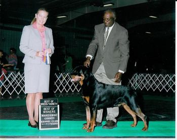 Deacon winning Best of Winners and Best of Breed at the Manitowoc County Kennel Club Show in Sept. 2009.
